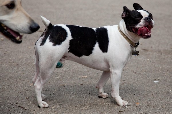 Why do dogs sniff other dogs asses?